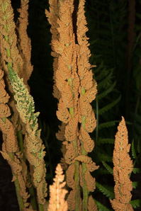 Osmunda cinnamomea (cinnamon fern)
