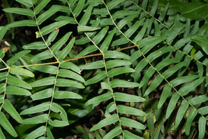 Osmunda regalis (royal fern)