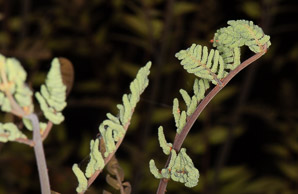 Osmunda regalis (royal fern)
