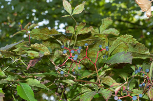 Parthenocissus quinquefolia (Virginia creeper)