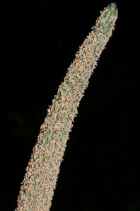 Phleum pratense (timothy)