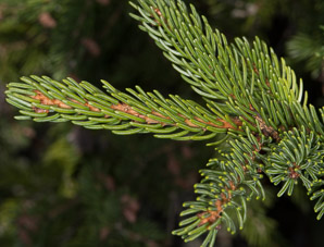Picea rubens (red spruce, Eastern spruce, yellow spruce)