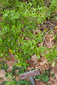 Pieris floribunda (mountain fetterbush, mountain pieris)