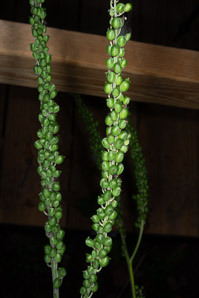 Plantago major (common plantain)