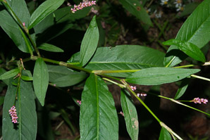 Polygonum cespitosum (Oriental lady’s thumb, bristly lady’s thumb)