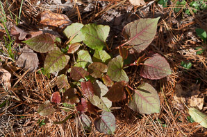 Polygonum cuspidatum (Japanese knotweed, Mexican bamboo)