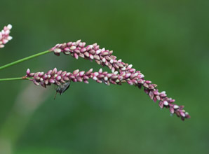 Polygonum persicaria (lady’s thumb, persicaria, redleg, spotted ladysthumb, Adam’s plaster, lily of the valley)