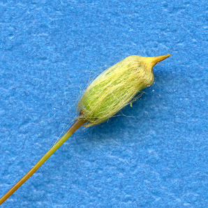 Polytrichum commune (common haircap moss, haircap moss, polytrichum moss)