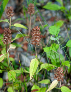 Prunella vulgaris (common selfheal, heal-all, heart-of-the-earth, healall)