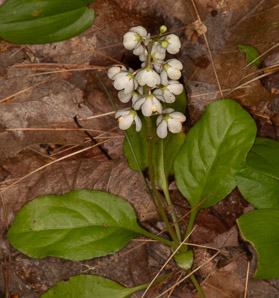 Pyrola elliptica (pyrola, shinleaf, common shinleaf, waxflower shinleaf)