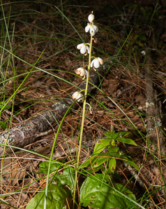 Pyrola elliptica (pyrola, shinleaf, common shinleaf, waxflower shinleaf)