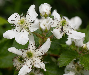Rubus argutus (sawtooth blackberry, tall blackberry)