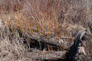 Salix nigra (black willow)