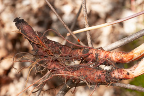 Sanguinaria canadensis (bloodroot)