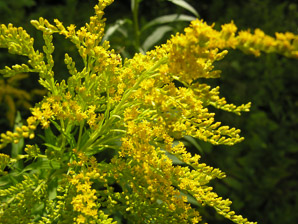 Solidago canadensis (Canada goldenrod)