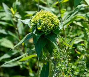 Solidago juncea (early goldenrod)