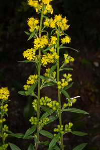 Solidago puberula (downy goldenrod)