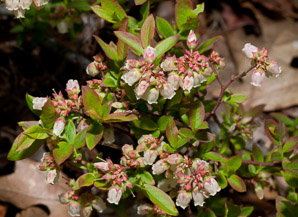 Vaccinium angustifolium (lowbush blueberry, blueberry)