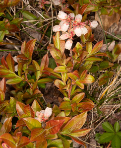 Vaccinium angustifolium (lowbush blueberry, blueberry)