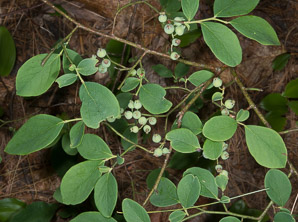 Vaccinium pallidum (hillside blueberry, billberry, Blue Ridge blueberry)