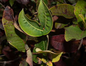 Viburnum nudum (witherod, withe-rod, possumhaw viburnum, naked witherod)