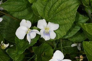 Viola blanda (sweet white violet)