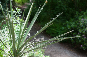 Yucca filamentosa (Adam’s needle, yucca)