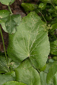 Zizia aptera (heart-leaved golden alexander, meadow zizia, heart-leaved golden alexanders)