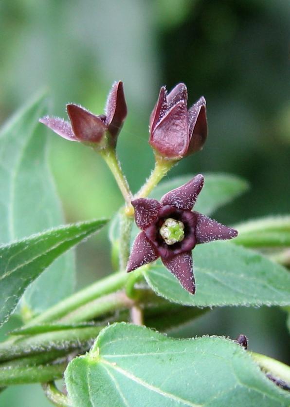 Cynanchum louiseae (black swallowort, Louise’s swallow-wort, black dog-strangling vine, black swallowwort)