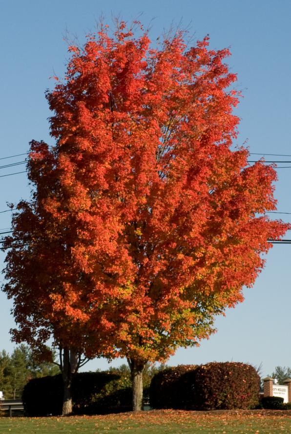 Acer saccharum (sugar maple)