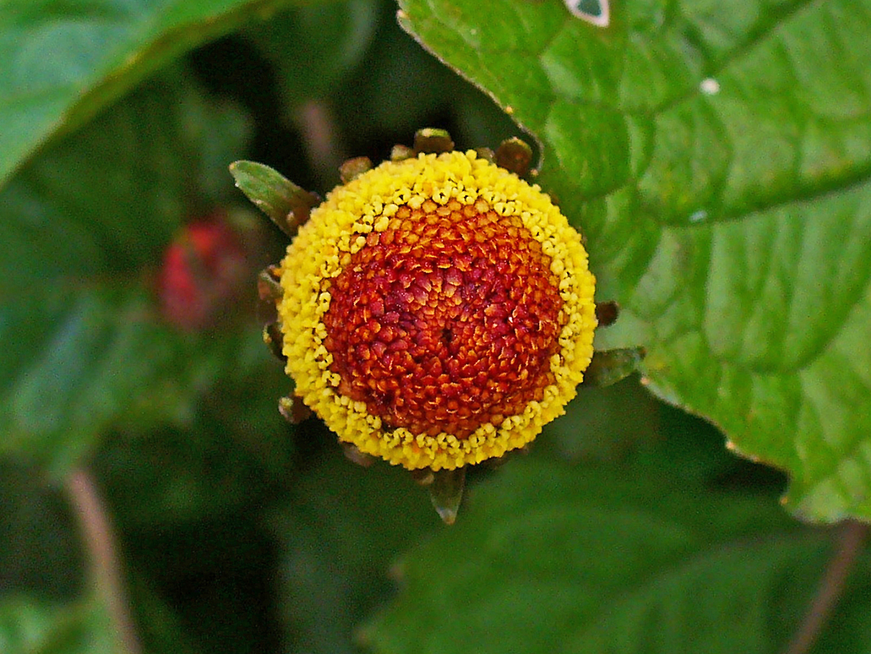 Acmella oleracea (eyeball plant, toothache plant, paracress)