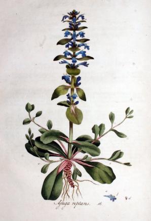 Ajuga reptans (bugle, blue bugle, bugleherb, bugleweed, carpetweed, carpet bugleweed, common bugle)