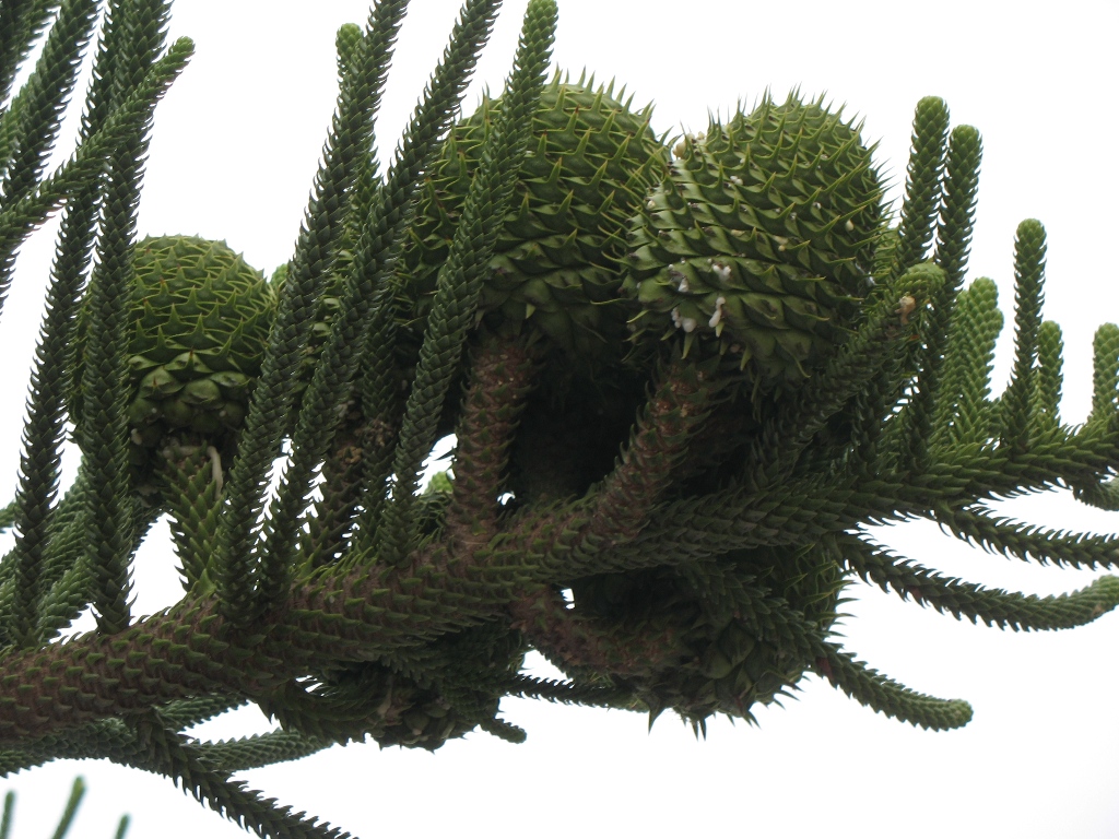 Araucaria heterophylla (Norfolk pine, Norfolk Island pine)