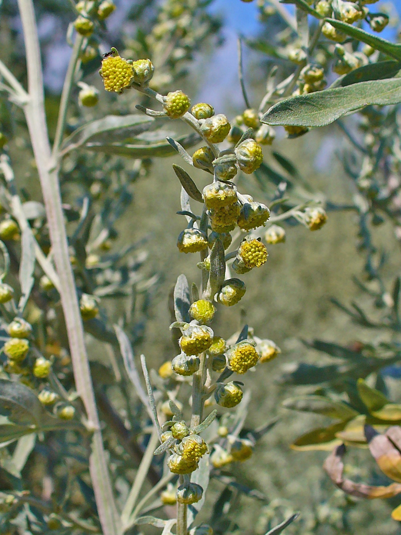 Artemisia absinthium (wormwood)