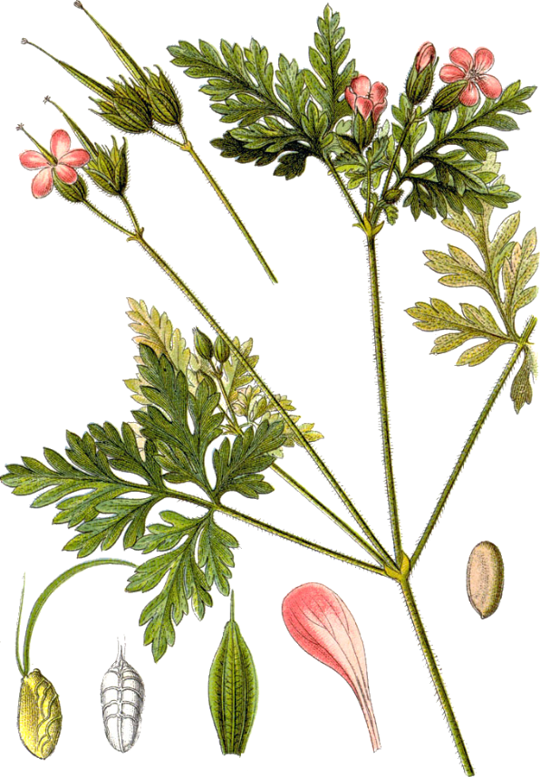 Geranium robertianum (herb Robert, robert geranium, red robin, herb-Robert)