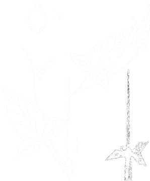 Polygonum arifolium (halberd-leaved tearthumb)