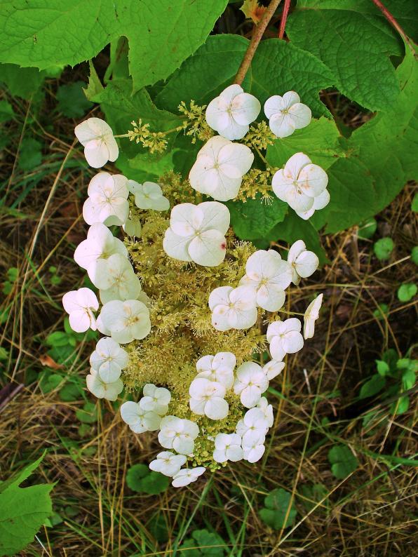 Hydrangea quercifolia (oak leaved hydrangea, oakleaf hydrangea)