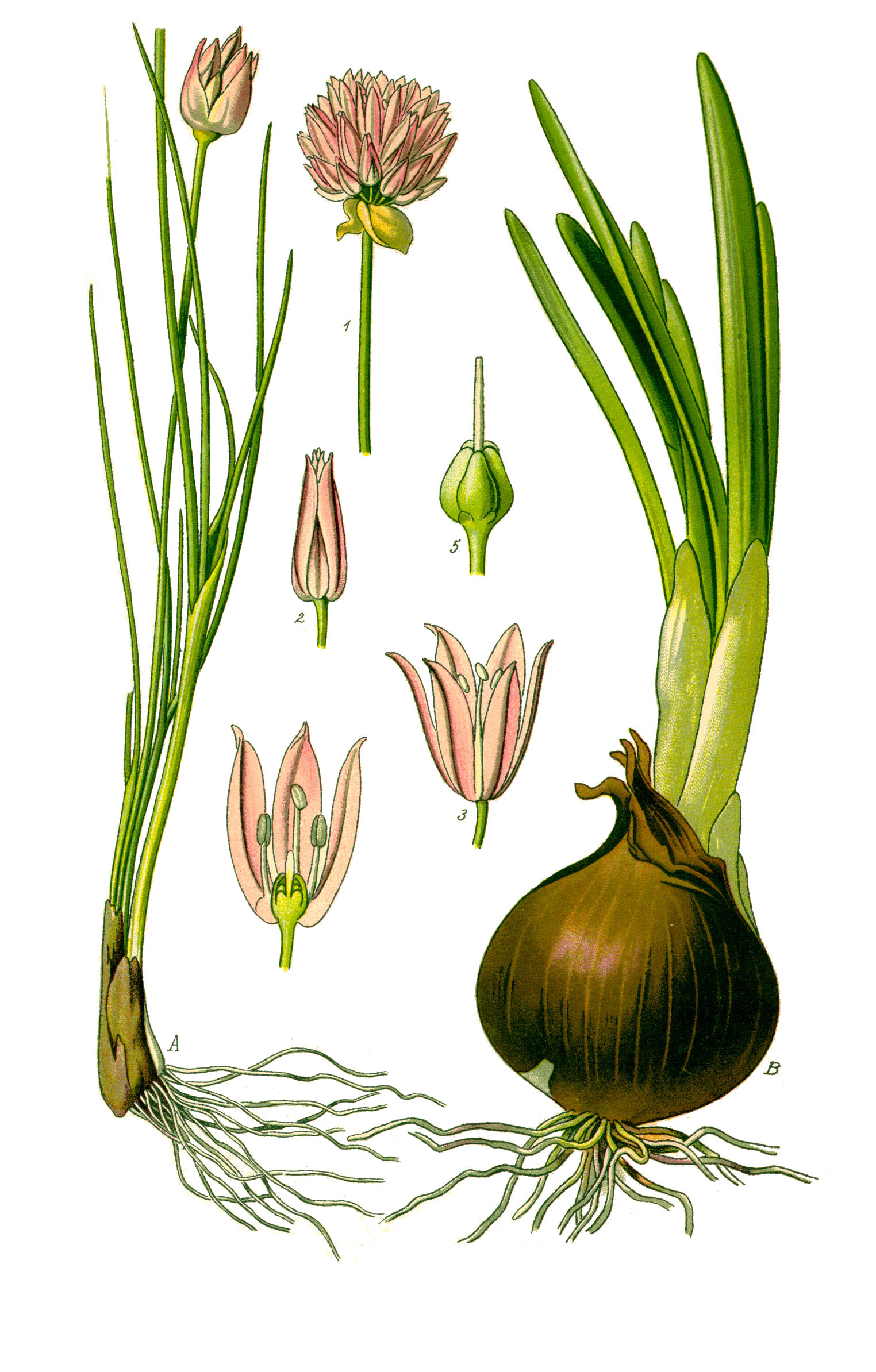 Allium schoenoprasum (chive)