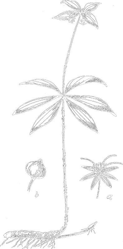 Medeola virginiana (Indian cucumber-root, Indian cucumber)