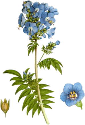 Polemonium caeruleum (Jacob’s ladder, Greek valerian, blue bells, American Greek valerian)