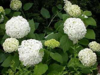 Hydrangea arborescens (smooth hydrangea, wild hydrangea)