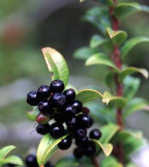 Vaccinium ovatum (evergreen huckleberry, California huckleberry)