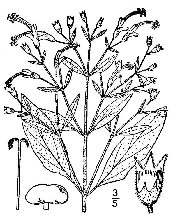 Trichostema dichotomum (Eastern blue curls, forked bluecurls, blue curls, bastard pennyroyal)